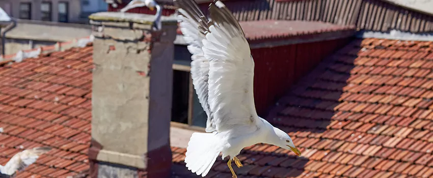 Residential Chimney Animal Removal Solution in Stanton, CA