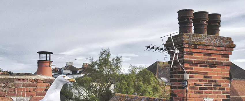 Chimney Cleaning And Restoration in Stanton, California